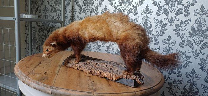 Collectie met dierenthema - Opgezette dieren, Verzamelen, Dierenverzamelingen