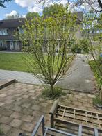 Te huur: Appartement Torenmolen in Purmerend, Noord-Holland, Purmerend, Appartement