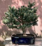 Bonsai van sparren - Hoogte (boom): 47 cm - Diepte (boom):, Antiek en Kunst
