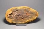 Gefossiliseerd dier - Parasemionotus labordei