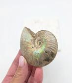 Ammoniet Iriserende (zie filmpje), Verzamelen, Mineralen en Fossielen, Ophalen of Verzenden