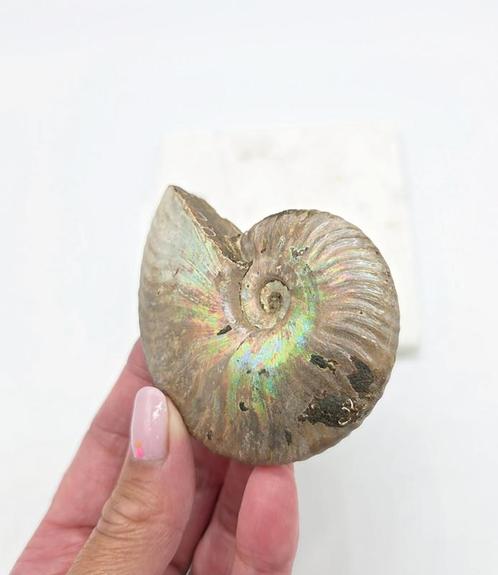 Ammoniet Iriserende (zie filmpje), Verzamelen, Mineralen en Fossielen, Ophalen of Verzenden
