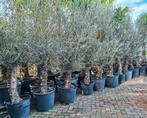 Olea Europaea, olijfboom/olijfbomen, Olijfboom, Volle zon, Ophalen