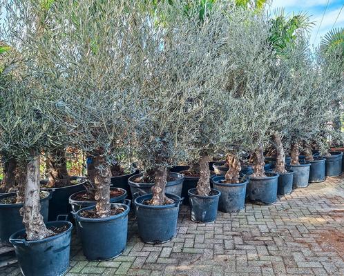 Olea Europaea, olijfboom/olijfbomen, Tuin en Terras, Planten | Bomen, Olijfboom, Volle zon, Ophalen