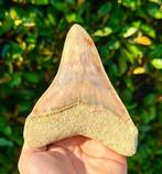 Megalodon - Fossiele tand - 13 cm - 11 cm, Verzamelen, Mineralen en Fossielen