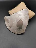 Gibeon meteoriet IJzer meteoriet - 180 g