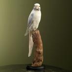 Parkiet Taxidermie Opgezette Dieren By Max, Ophalen of Verzenden, Nieuw, Vogel, Opgezet dier