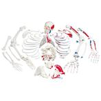 Anatomie model menselijk skelet met spieren, ongemonteer..., Nieuw
