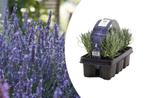 Set van 6 winterharde lavendelplanten (15 - 20 cm), Tuin en Terras, Planten | Tuinplanten