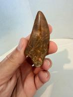 Dinosaurus - Fossiele tand - carcharodontosaurus saharicus -, Verzamelen