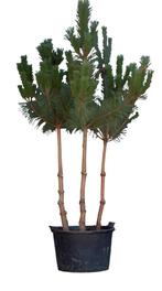 Grove Den meerstammig Pinus sylvestris 225 cm - Warentuin Na, Tuin en Terras, Planten | Bomen, Verzenden