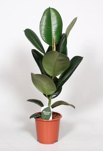 Ficus Elastica Robusta - Ø17cm - 65cm beschikbaar voor biedingen