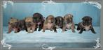 Schitterende RetroMops pupjes, Dieren en Toebehoren, Honden | Chihuahua's en Gezelschapshonden, Parvo, Overige rassen, 8 tot 15 weken