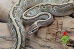 python regius, Dieren en Toebehoren, Reptielen en Amfibieën, Slang, Tam, 0 tot 2 jaar