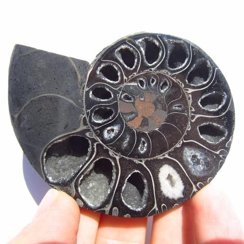 Zwarte ammoniet gezaagde helften, Verzamelen, Mineralen en Fossielen, Fossiel, Verzenden