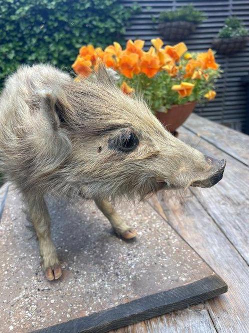 Wild zwijn Taxidermie volledige montage - Sus scrofa - 25 cm, Verzamelen, Dierenverzamelingen