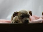 Old English Bulldog pups!  | Hartelijk Welkom.!, Parvo, Nederland, 8 tot 15 weken, Bulldog