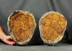 Enorm fossiel trilobiet - Gefossiliseerd dier - Cambropallas