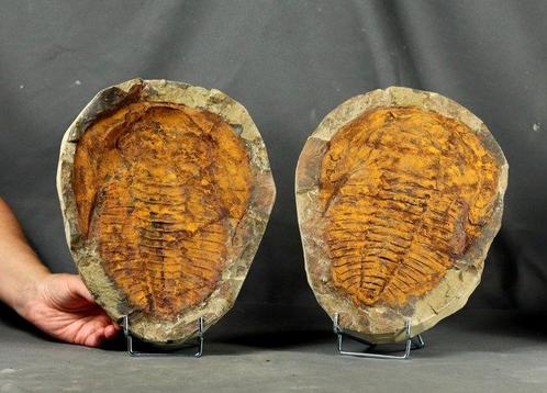 Enorm fossiel trilobiet - Gefossiliseerd dier - Cambropallas, Verzamelen, Mineralen en Fossielen