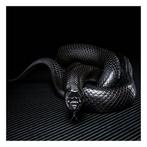 Ralph Hargarten - Black Snake