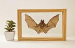 Painted Vesper Bat - framed Taxidermie volledige montage -