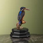 IJsvogel Taxidermie volledige montage - Alcedo meninting -, Verzamelen, Nieuw