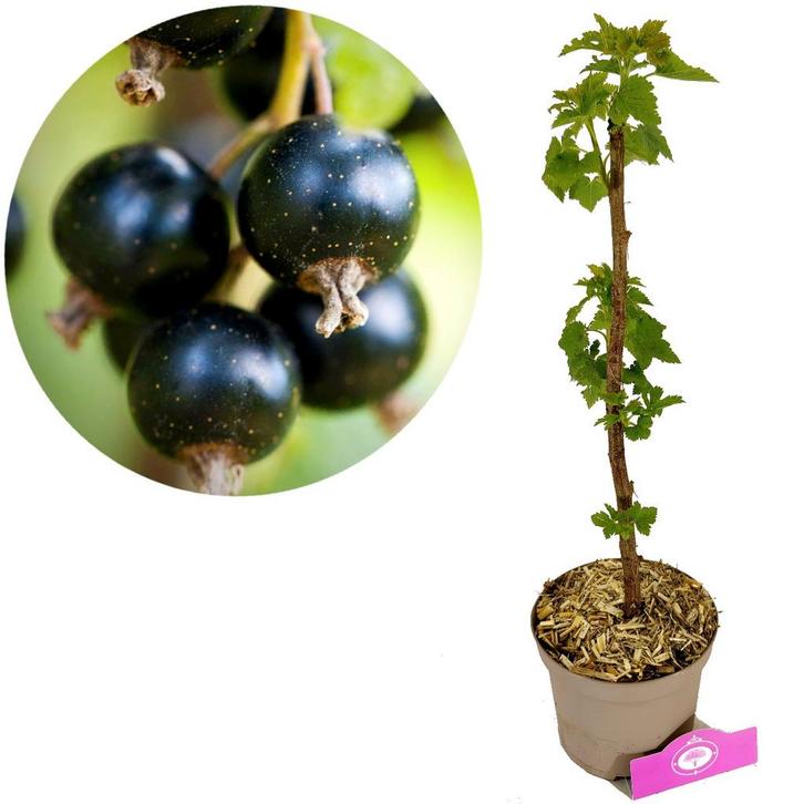 Ribes Nigrum Big Ben + pot 17cm, Tuin en Terras, Planten | Fruitbomen, Volle zon, Verzenden