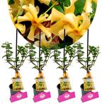 Trachelospermum jas Star of Toscane + Pot 9cm, Verzenden, Halfschaduw