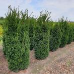 Venijnboom Taxus Media Hilli Haag 180-200 Kluit