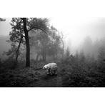 Frank Machalowski - tierwald#61