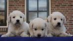 Golden Retriever pups (stamboomlijn met geteste ouders)