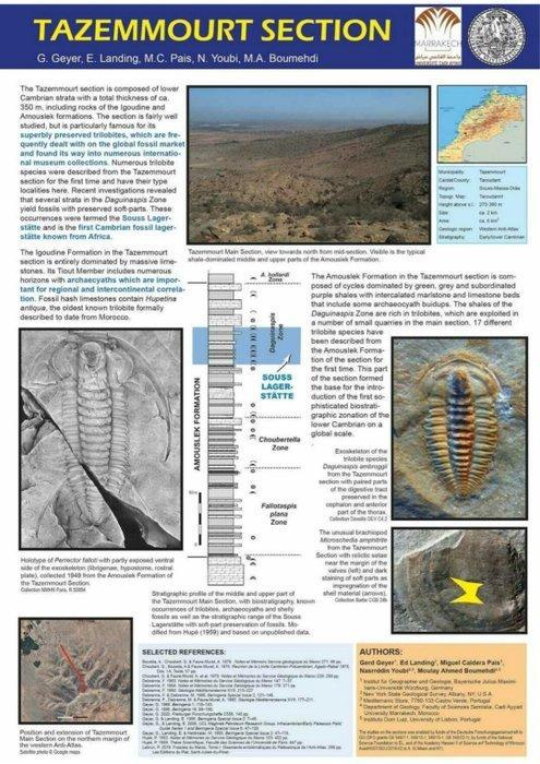 Trilobiet - Gefossiliseerd dier - Bigotina sp. (Geyer, 2019), Verzamelen, Mineralen en Fossielen