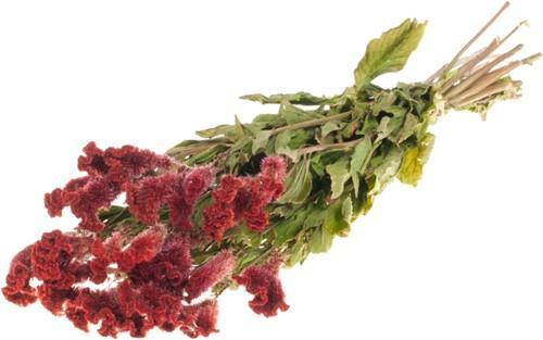 Celosia Rood Hanekam, Huis en Inrichting, Woonaccessoires | Kunstplanten en Kunstbloemen, Nieuw, Ophalen of Verzenden