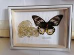 Vlinder Taxidermie wandmontage - Ornithoptera priamus, Nieuw