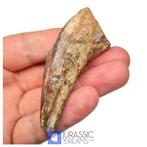 Top Zeldzame Dodelijke Onbekende Theropode Dinosaurusklauw -