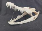 Siamese krokodil Schedel - Crocodylus siamensis (with CITES, Nieuw