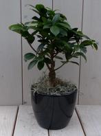 Bonsai Ficus microcarpa zwarte/antraciete pot 30 cm - Warent, Tuin en Terras, Planten | Tuinplanten, Verzenden