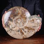Exclusief Pools Cleoniceras - Gefossiliseerde schelp -, Verzamelen