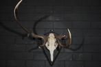 abnormal Red Stag Trophy Schedel - Cervus elaphus - 50 cm -, Verzamelen, Dierenverzamelingen, Nieuw