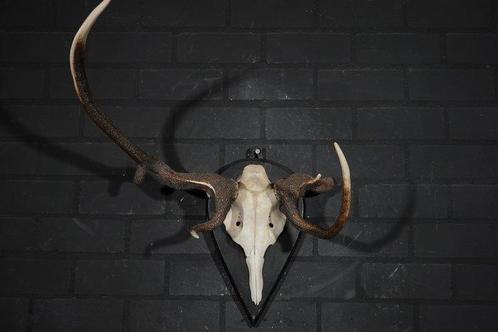 abnormal Red Stag Trophy Schedel - Cervus elaphus - 50 cm -, Verzamelen, Dierenverzamelingen