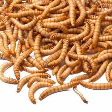 Premium kwaliteit gedroogde Meelwormen (Tip)
