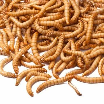 Gedroogde Meelwormen van Premium Kwaliteit - Perfect voor Vo beschikbaar voor biedingen