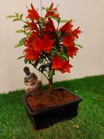 Azalea bonsai (Rhododendron) - Hoogte (boom): 23 cm - Diepte