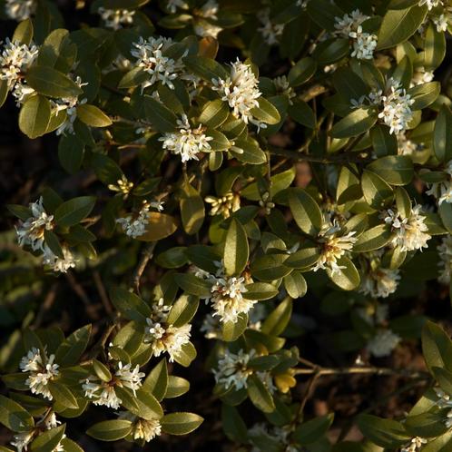 Schijnhulst - Osmanthus burkwoodii - 150-175 cm, Tuin en Terras, Planten | Bomen, Ophalen of Verzenden