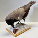 Bonte Kraai Taxidermie volledige montage - corvus cornix -, Nieuw