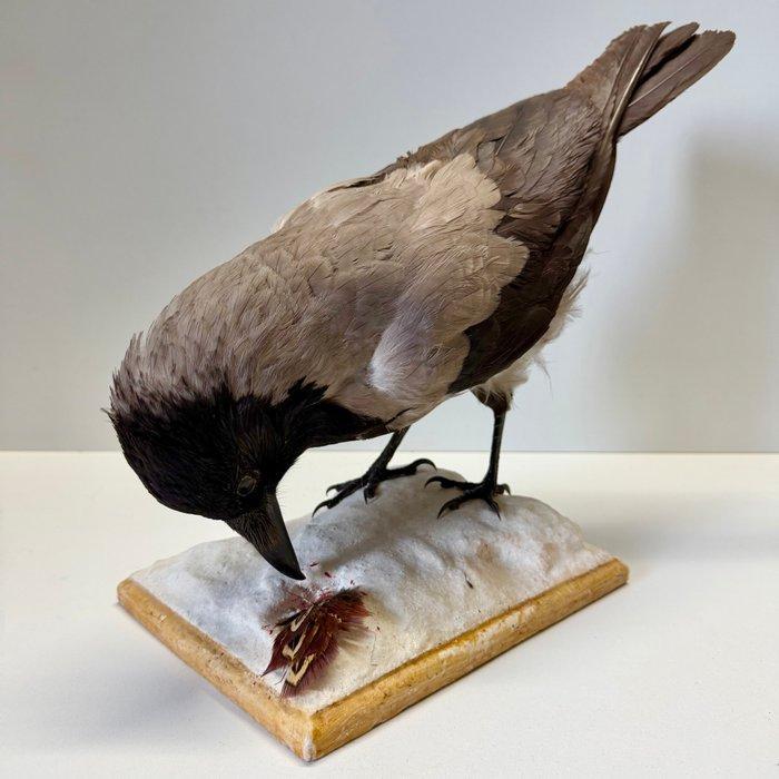 Bonte Kraai Taxidermie volledige montage - corvus cornix -, Verzamelen, Dierenverzamelingen