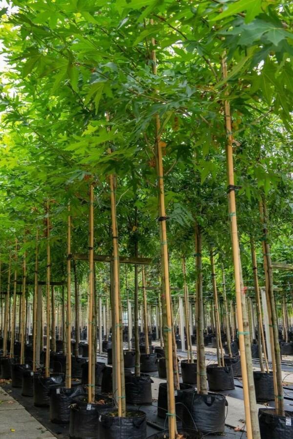 Platanus x hispanica Malburg hoogstam 20/25, Tuin en Terras, Planten | Tuinplanten