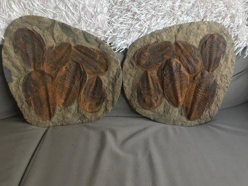 Fossiel - Fossiele matrix - Cambropallas - 3 cm - 39 cm, Verzamelen, Mineralen en Fossielen