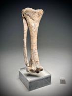 Echte dinosaurus onderbeen (fibula en tibia) - Fossiel