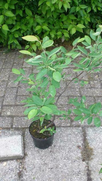 Krenteboompjes in pot, Amelanchier lamarckii ,80 cm krent beschikbaar voor biedingen